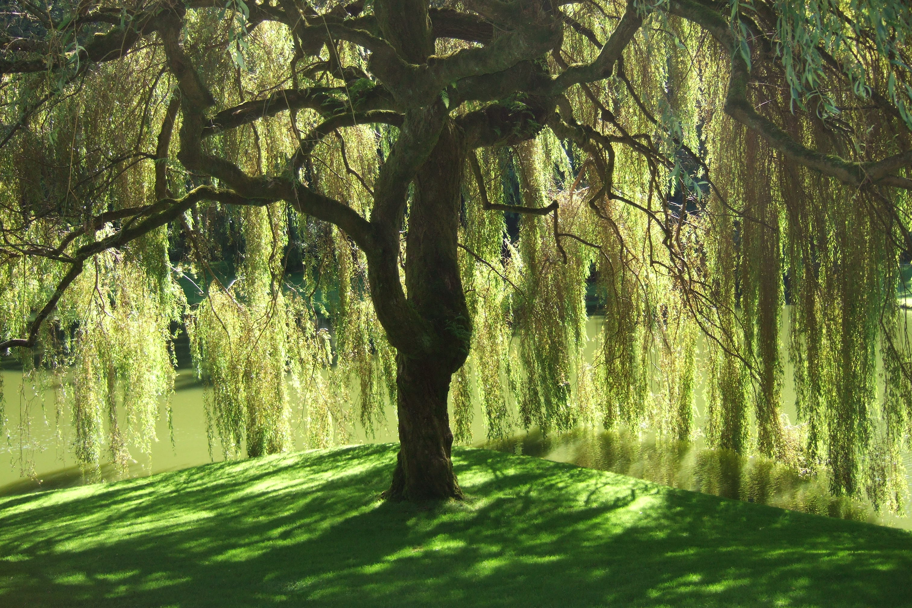 willow tree locations